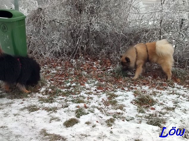 21.1.2025 - Zwei Eurasier im Reif